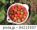 イチゴの収穫 94215507