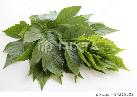 明日葉 明日葉 94215603