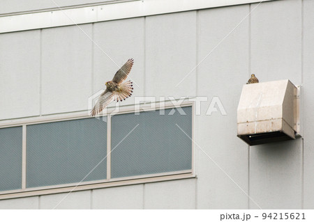 【野鳥】ビルの換気口近くで飛ぶチョウゲンボウ 94215621