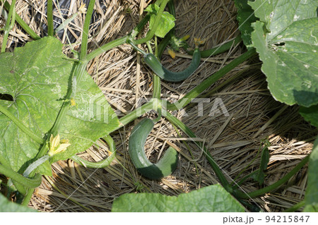 地這いキュウリ栽培 94215847
