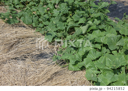 地這いキュウリ栽培 94215852