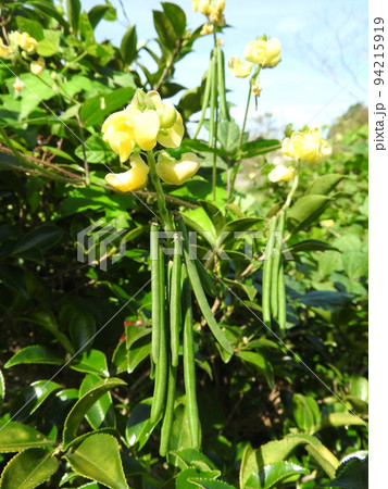 藪に生えるつる性のアズキ「ヤブツルアズキ」 94215919