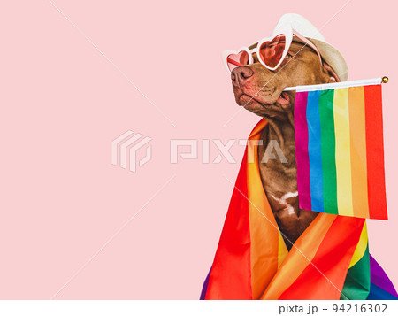Lovable, pretty dog and Rainbow Flag. Closeup 94216302