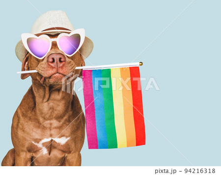 Lovable, pretty dog and Rainbow Flag. Closeup 94216318