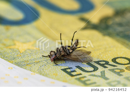 Financial crisis - dry dead housefly on the one hundred euro bill Financial crisis - dry dead housefly on the one hundred euro bill 94216452