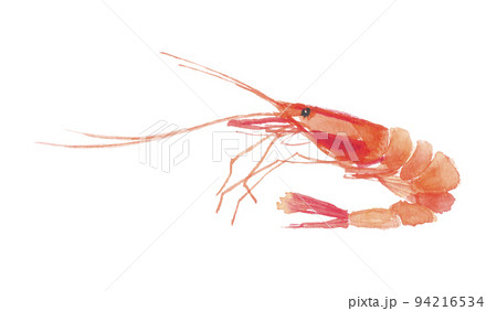 甘エビ 94216534