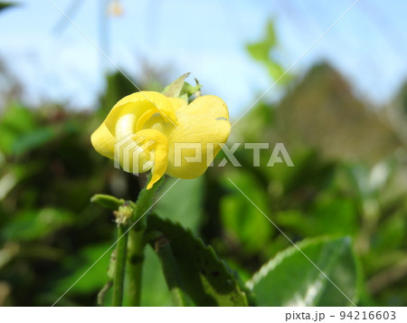 藪に生えるつる性のアズキ「ヤブツルアズキ」 藪に生えるつる性のアズキ「ヤブツルアズキ」 94216603