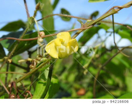 藪に生えるつる性のアズキ「ヤブツルアズキ」 94216606