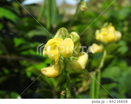 藪に生えるつる性のアズキ「ヤブツルアズキ」 94216608