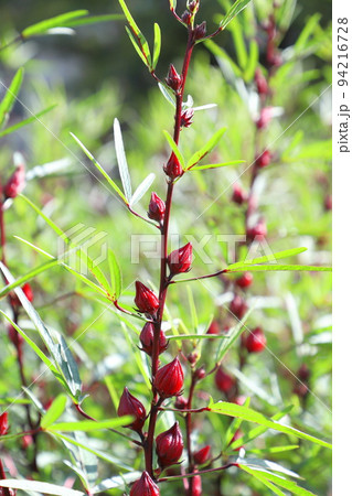 ハイビスカス・ローゼルの赤い実　 94216728