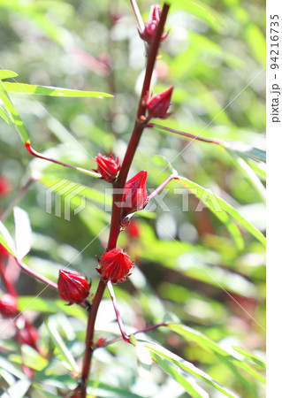 ハイビスカス・ローゼルの赤い実　 94216735