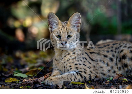 Close young serval cat (Felis serval). Wildlife scene from nature. 94216910