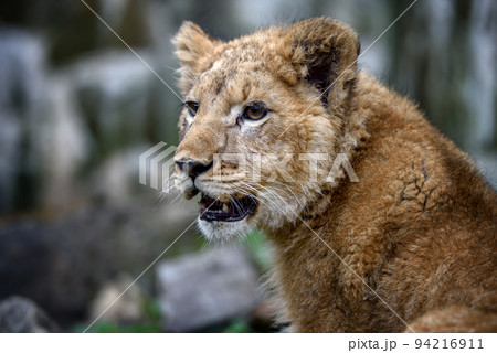 Close up lion cub portrait. Wildlife scene from nature 94216911