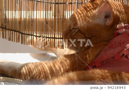 すだれの前で昼寝する猫 すだれの前で昼寝する猫 94216943