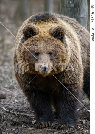 Wild Brown Bear (Ursus Arctos) in the autumn forest. Animal in natural habitat 94216949