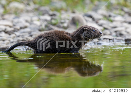Lutra in nature habitat. Portrait of water predator. Wildlife scene 94216959