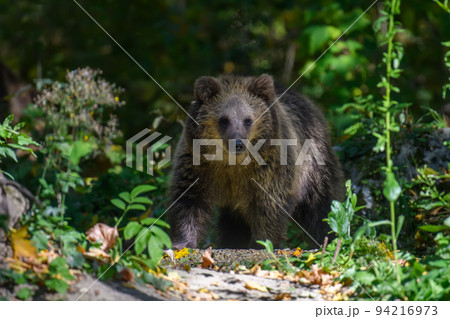 Wild Brown Bear (Ursus Arctos) in the summer forest. Animal in natural habitat Wild Brown Bear (Ursus Arctos) in the summer forest. Animal in natural habitat 94216973