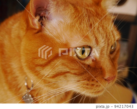 じっと何かを見つめる茶寅の猫 94217043