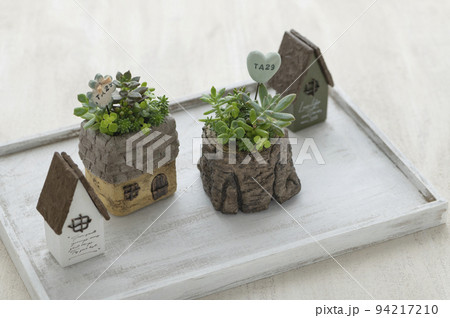 多肉植物の寄せ植え 多肉植物の寄せ植え 94217210