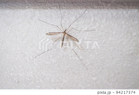 カトンボのクローズアップ 94217374