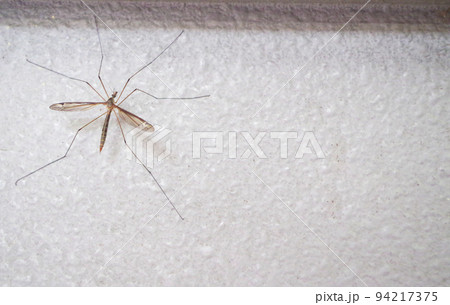 カトンボのクローズアップ カトンボのクローズアップ 94217375