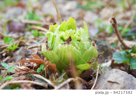 フキノトウの写真素材 [94217392] - PIXTA