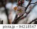 梅の花 94218547