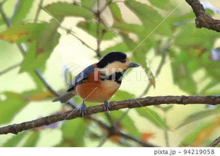 ヤマガラ ヤマガラ 94219058