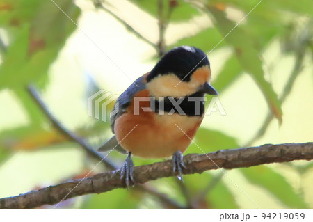 ヤマガラ ヤマガラ 94219059