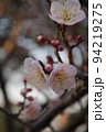 梅の花 94219275
