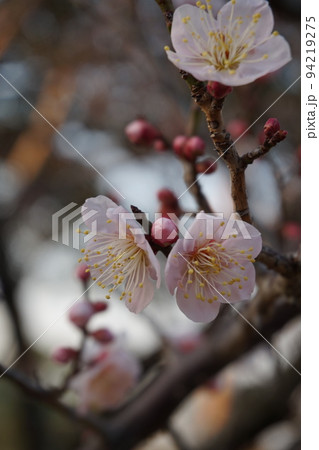 梅の花 94219275