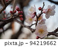 梅の花 94219662