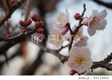 梅の花 94219662