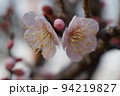 梅の花 94219827