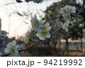 梅の花 94219992