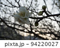 梅の花 94220027