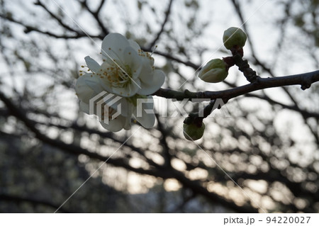 梅の花 94220027