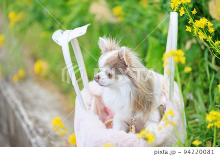 ピンクのかごの中の小さな犬 ピンクのかごの中の小さな犬 94220081