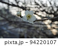 梅の花 94220107