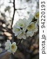 梅の花 94220193