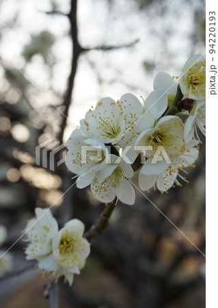 梅の花 梅の花 94220193