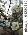 梅の花 94220510