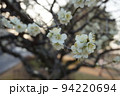 梅の花 94220694
