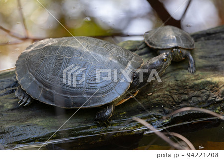 Wild turtles sitting on a tree trunk in a small lake Wild turtles sitting on a tree trunk in a small lake 94221208