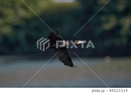 カワウ/飛翔_10 カワウ/飛翔_10 94221514