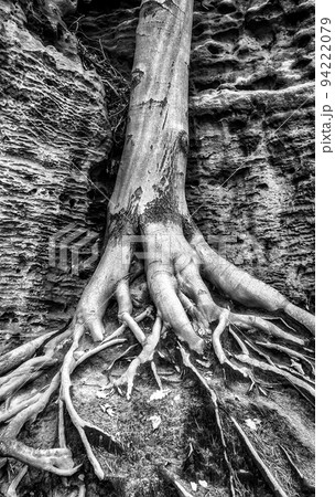 trunk of a deciduous tree with massive roots trunk of a deciduous tree with massive roots 94222079