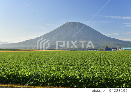 初秋の北海道倶知安町で実りを迎えたビート畑と羊蹄山の風景を撮影 94223195
