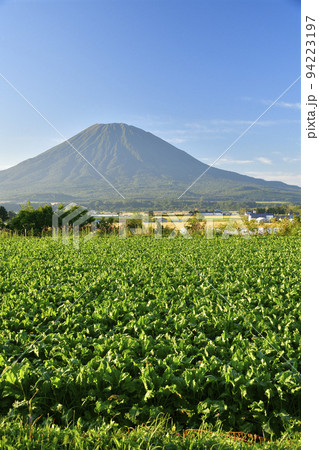初秋の北海道倶知安町で実りを迎えたビート畑と羊蹄山の風景を撮影 初秋の北海道倶知安町で実りを迎えたビート畑と羊蹄山の風景を撮影 94223197