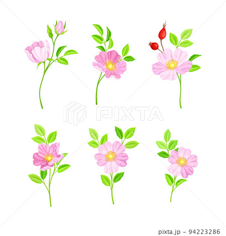 Rosa Canina or Dog Rose with Pale Pink Flowers and Red Rose Hips Vector Set Rosa Canina or Dog Rose with Pale Pink Flowers and Red Rose Hips Vector Set 94223286