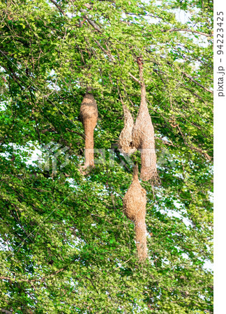 Several finch bird nest on a tree Several finch bird nest on a tree 94223425